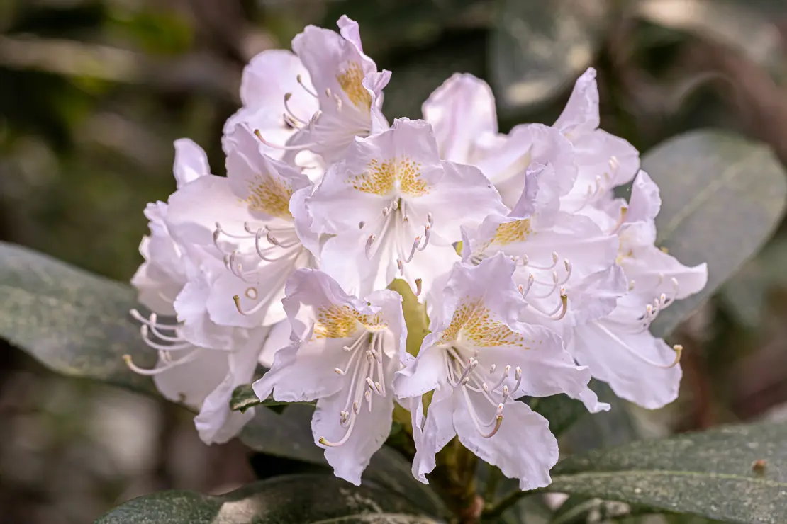 Rhododendron [3]